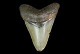 3.09" Fossil Megalodon Tooth - North Carolina - #130028-1